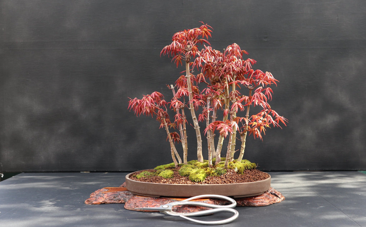 100 Seeds Japanese Maple (Acer Palmatum)