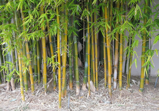 100 Timber Bamboo Seeds (Bambusa Oldhamii)
