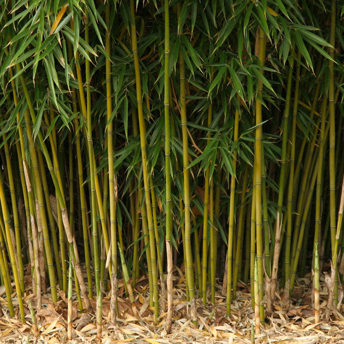 100 Seeds Umbrella Bamboo (Fargesia Robusta)