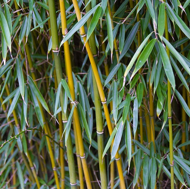 100 Seeds Umbrella Bamboo (Fargesia Robusta)