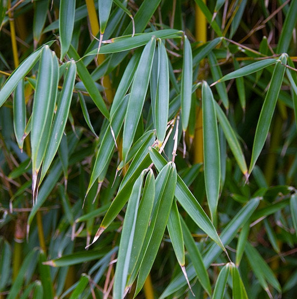 100 Seeds Umbrella Bamboo (Fargesia Robusta)