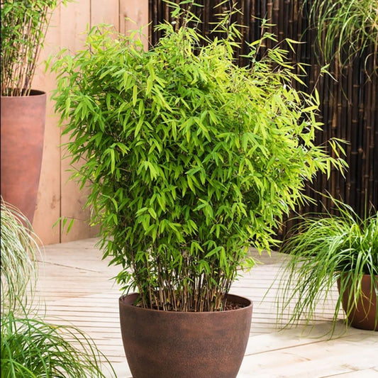 100 Bamboo Seeds (Fargesia / Borinda Yunnanensis)