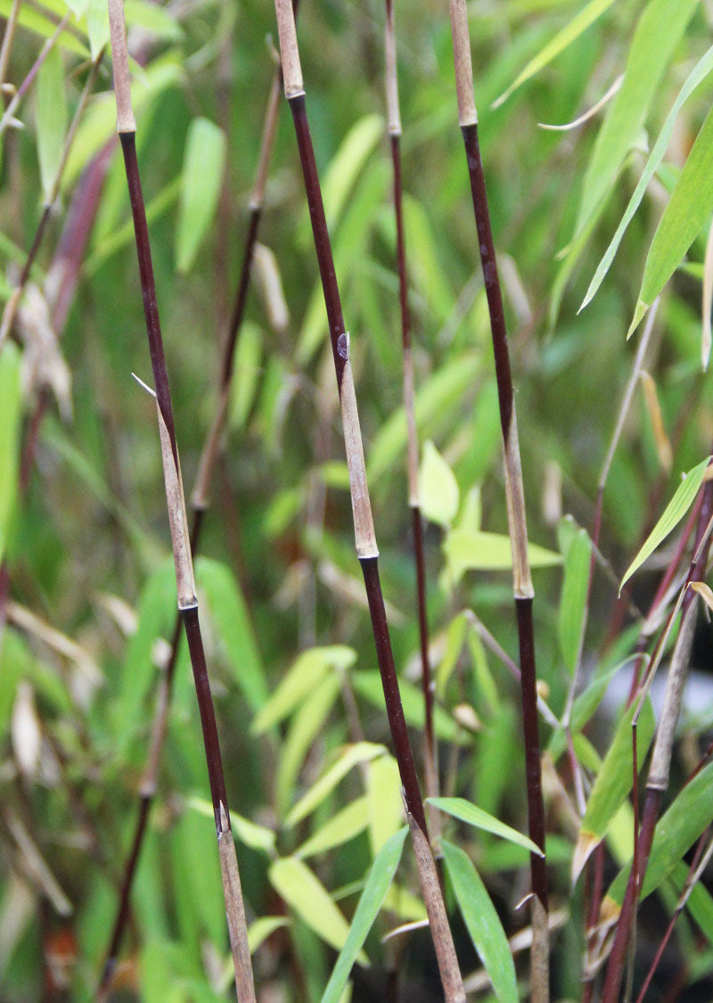 100 Black Bamboo Seeds (Fargesia Sp Jiuzhaigou 4)