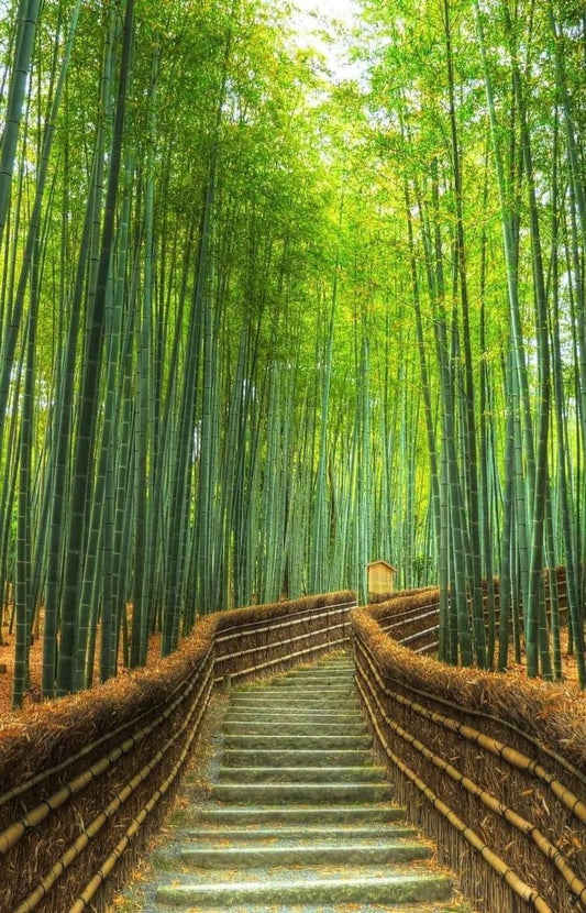 100 Bamboo Seeds (Phyllostachys Pubescens)