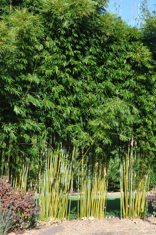 100 Weavers Bamboo Seeds (Bambusa Textilis)