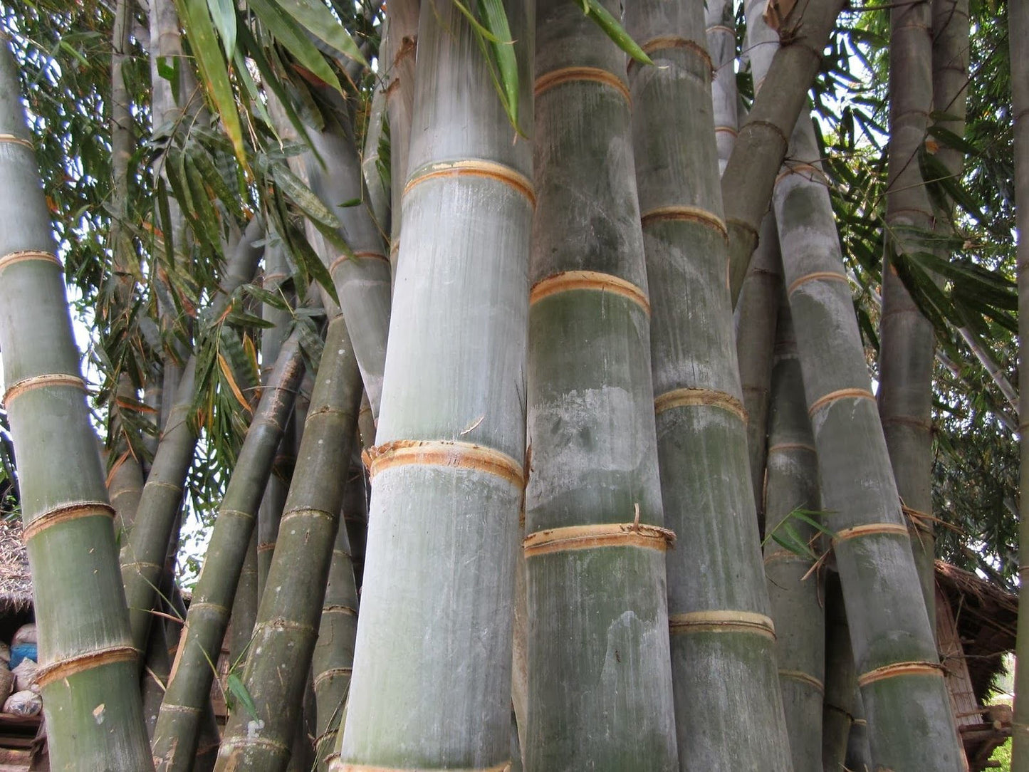 100 Giant Bamboo Seeds (Dendrocalamus Asper)