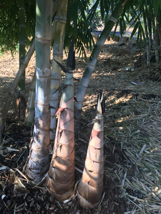 100 Giant Bamboo Seeds (Dendrocalamus Asper)