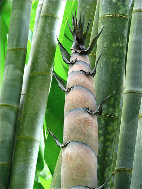 100 Giant Bamboo Seeds (Dendrocalamus Giganteus)