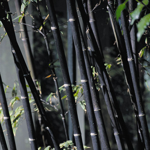 100 Black Bamboo Seeds (Phyllostachys Nigra)
