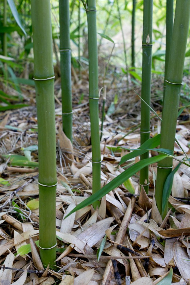 100 Bamboo Seeds (Phyllostachys Heteroclada)
