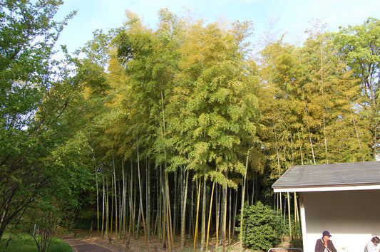 100 Bamboo Seeds (Phyllostachys Heteroclada)