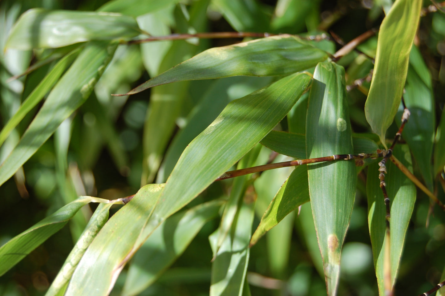 100 Black Bamboo Seeds (Phyllostachys Nigra)