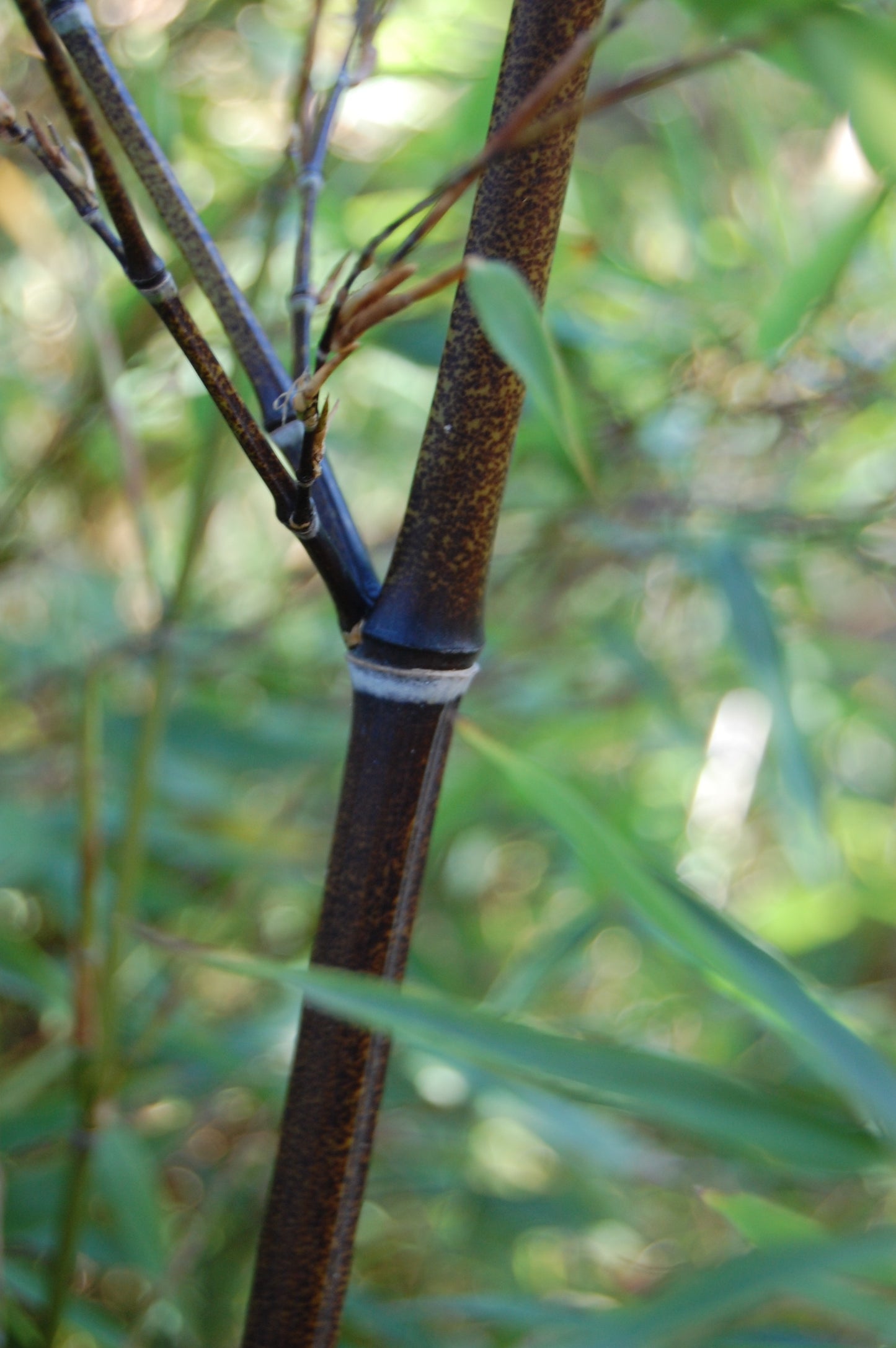 100 Black Bamboo Seeds (Phyllostachys Nigra)