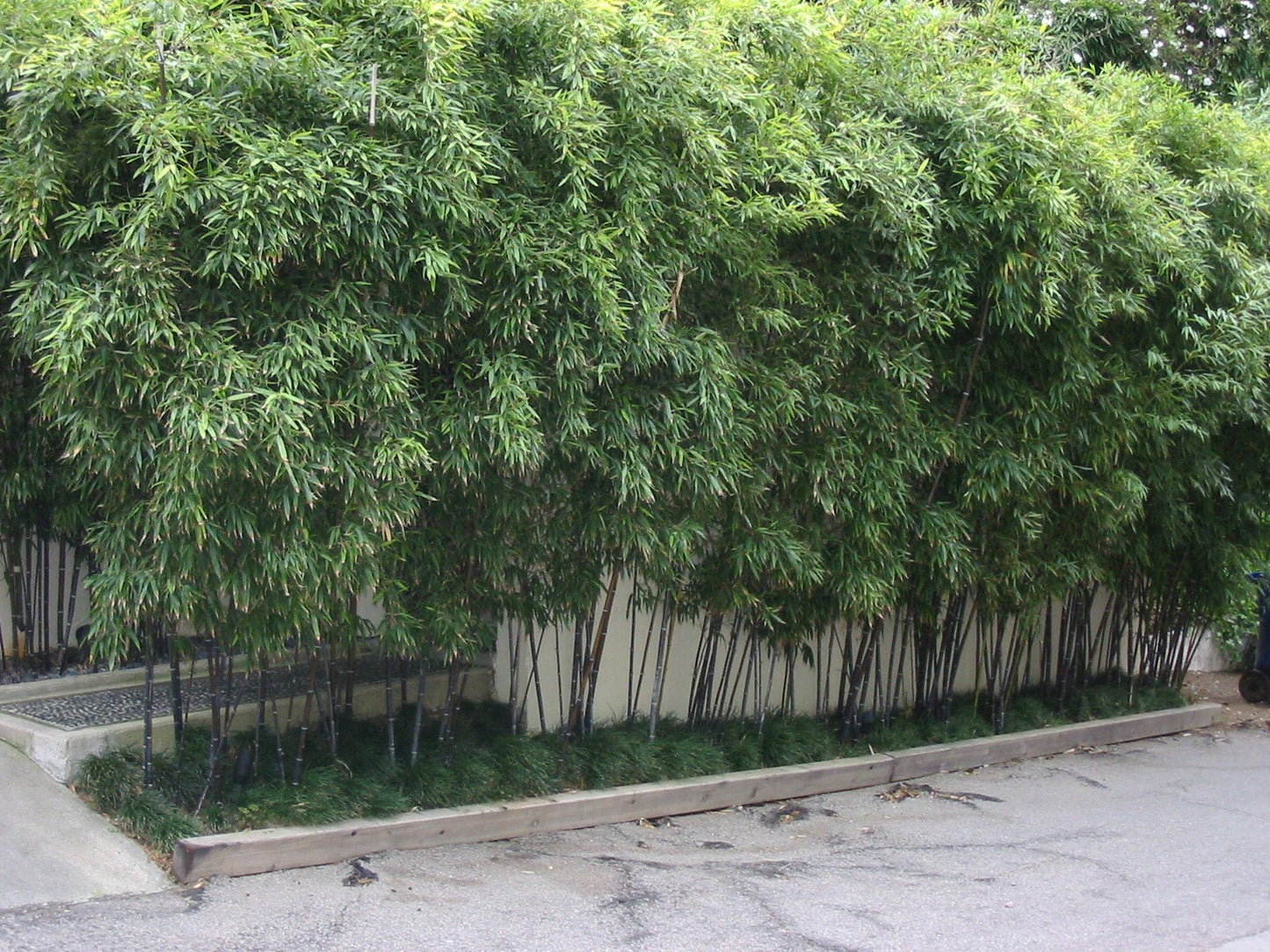 100 Black Bamboo Seeds (Phyllostachys Nigra)