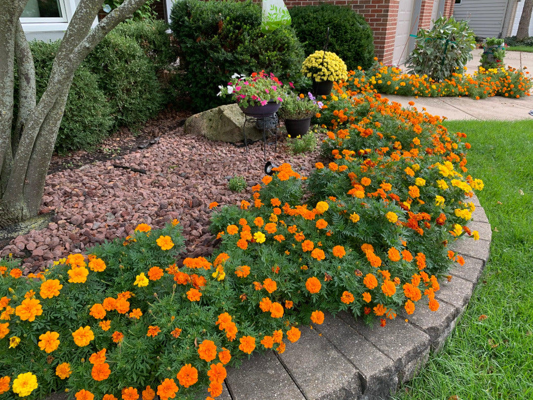 Save the Bees Flower Mix Seeds