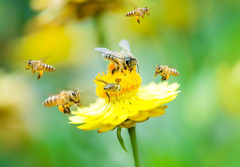Save the Bees Flower Mix Seeds