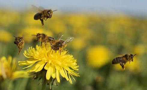 Save the Bees Flower Mix Seeds