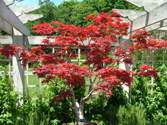 100 Seeds Japanese Maple (Acer Palmatum)