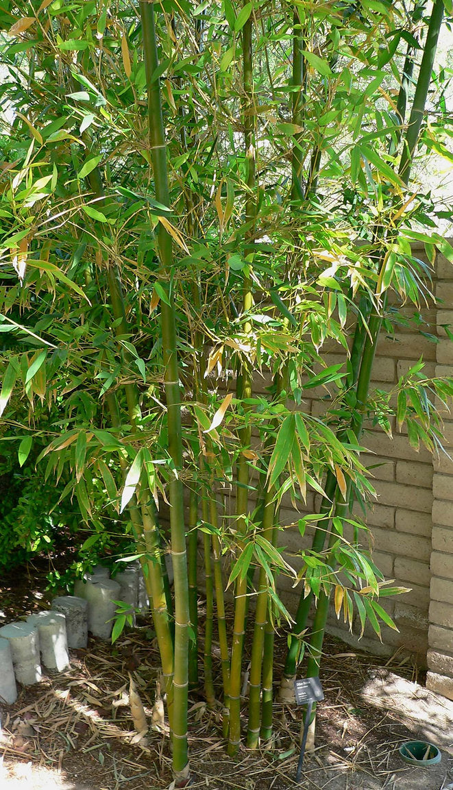 100 Timber Bamboo Seeds (Bambusa Oldhamii)