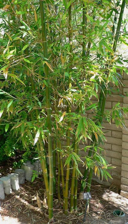100 Timber Bamboo Seeds (Bambusa Oldhamii)