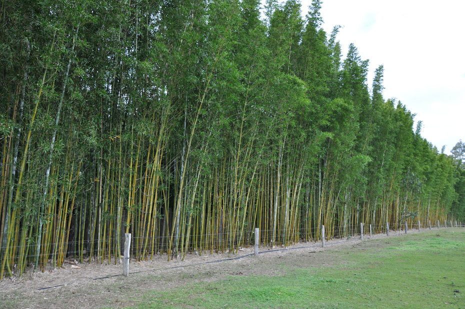 100 Timber Bamboo Seeds (Bambusa Oldhamii)