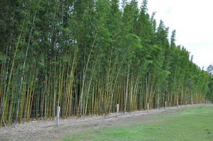 100 Timber Bamboo Seeds (Bambusa Oldhamii)