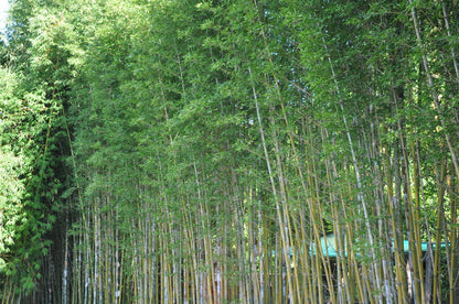 100 Timber Bamboo Seeds (Bambusa Oldhamii)