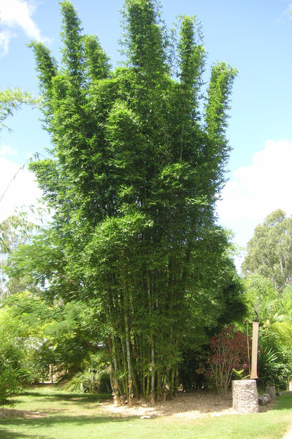 100 Timber Bamboo Seeds (Bambusa Oldhamii)