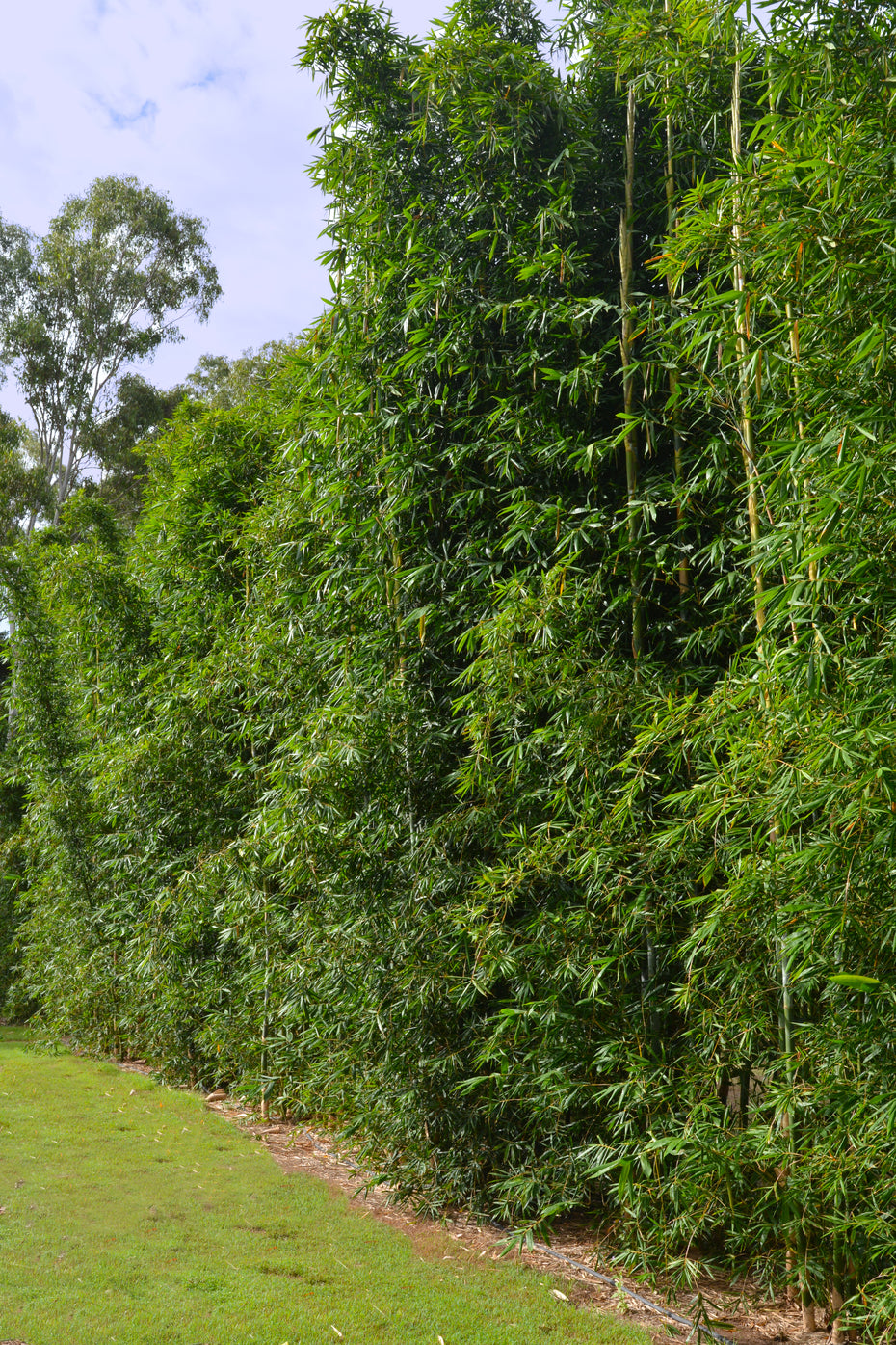 100 Timber Bamboo Seeds (Bambusa Oldhamii)