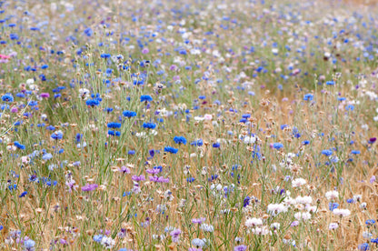 Save the Bees Flower Mix Seeds