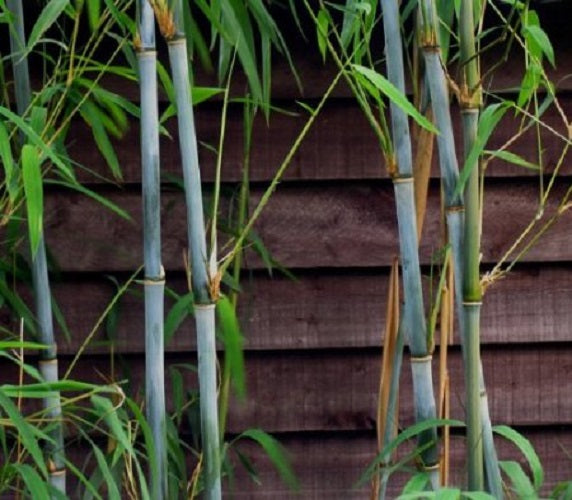 100 White Bamboo Seeds (Fargesia Albocerea)