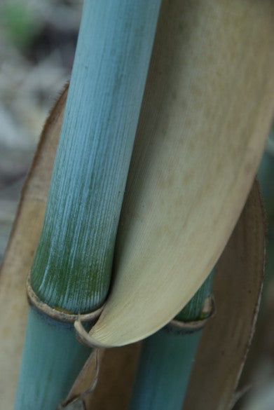100 White Bamboo Seeds (Fargesia Albocerea)