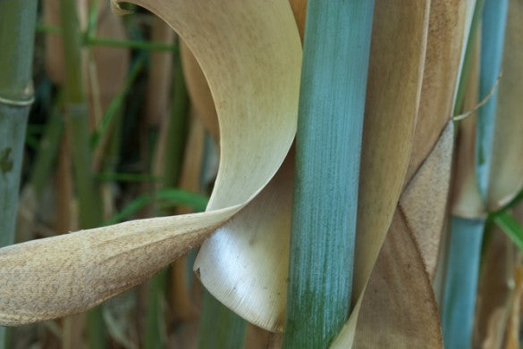 100 White Bamboo Seeds (Fargesia Albocerea)