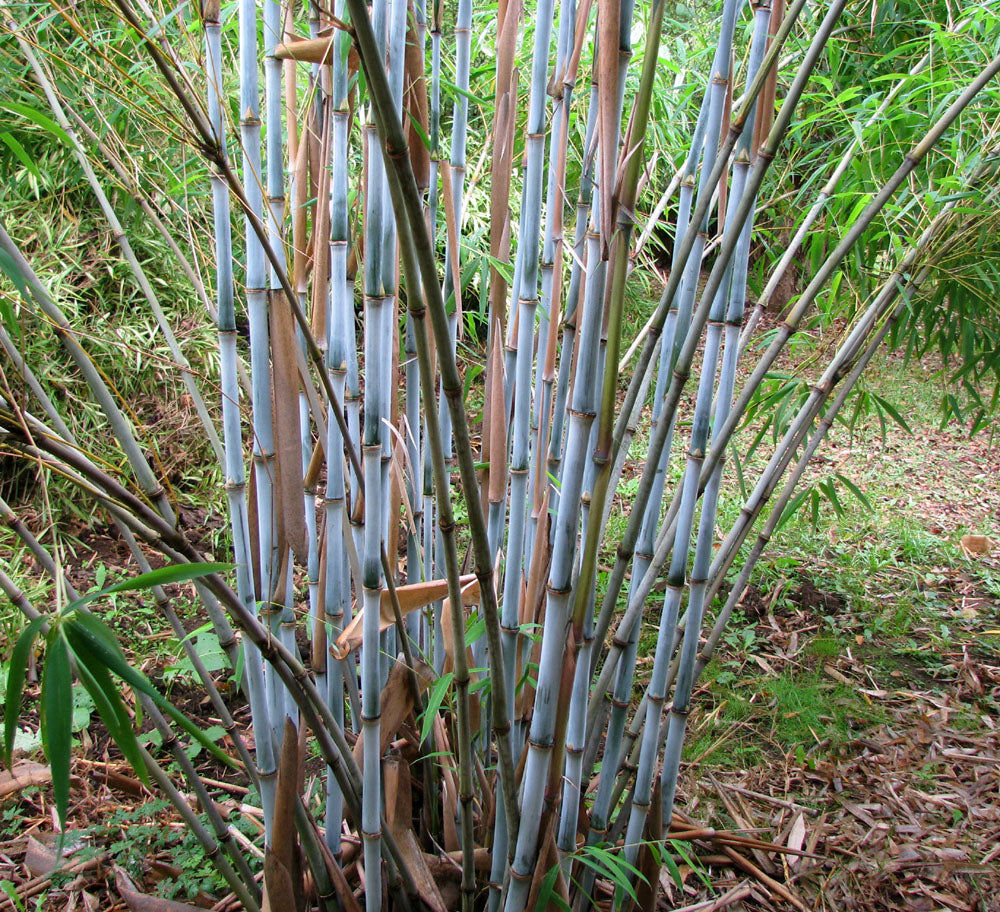 100 White Bamboo Seeds (Fargesia Albocerea)