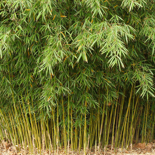 100 Seeds Umbrella Bamboo (Fargesia Robusta)