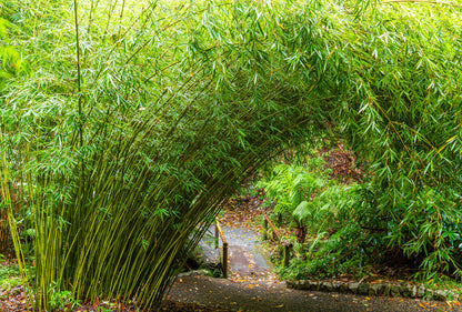 100 Seeds Umbrella Bamboo (Fargesia Robusta)
