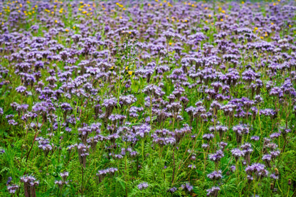 Save the Bees Flower Mix Seeds