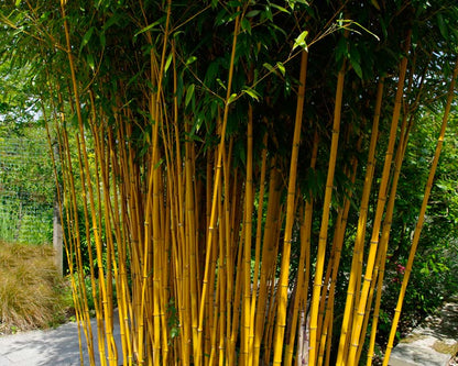 100 Semillas de Bambú de Madera China (Phyllostachys Vivax)