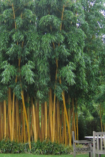 100 Semillas de Bambú de Madera China (Phyllostachys Vivax)