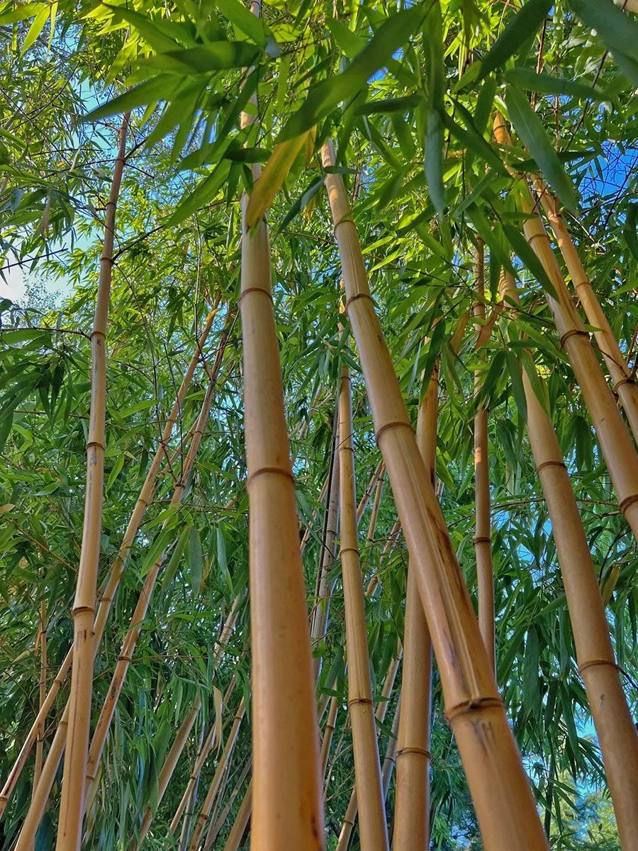 100 Semillas de Bambú de Madera China (Phyllostachys Vivax)