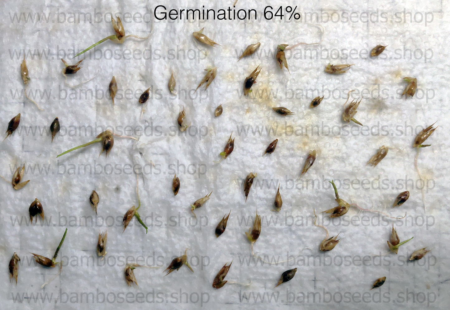 100 Giant Bamboo Seeds (Dendrocalamus Giganteus)