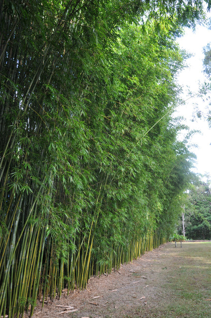 100 Weavers Bamboo Seeds (Bambusa Textilis)