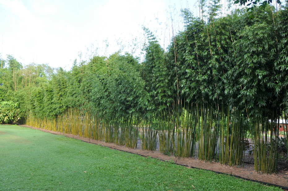 100 Weavers Bamboo Seeds (Bambusa Textilis)