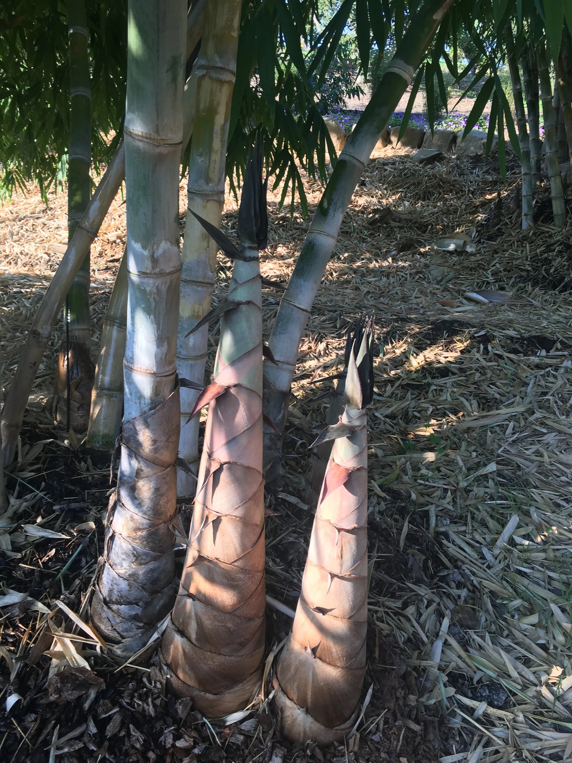 giant bamboo seeds for planting 100 Giant Bamboo Seeds (Dendrocalamus Asper)