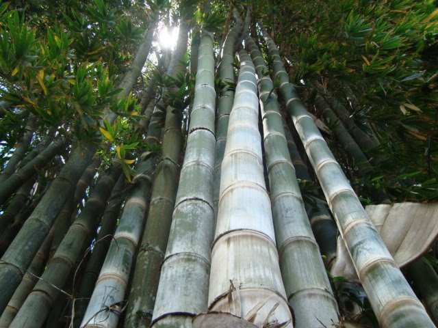 100 Giant Bamboo Seeds (Dendrocalamus Giganteus)