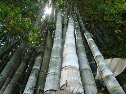 100 Giant Bamboo Seeds (Dendrocalamus Giganteus)