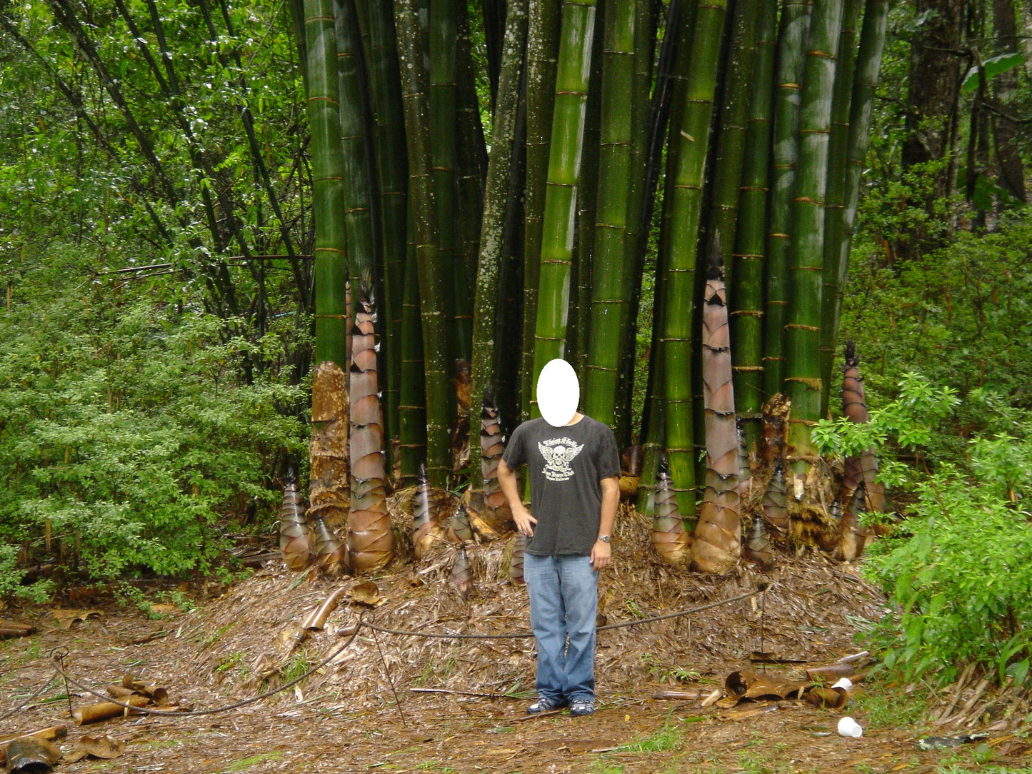 100 Giant Bamboo Seeds (Dendrocalamus Giganteus)