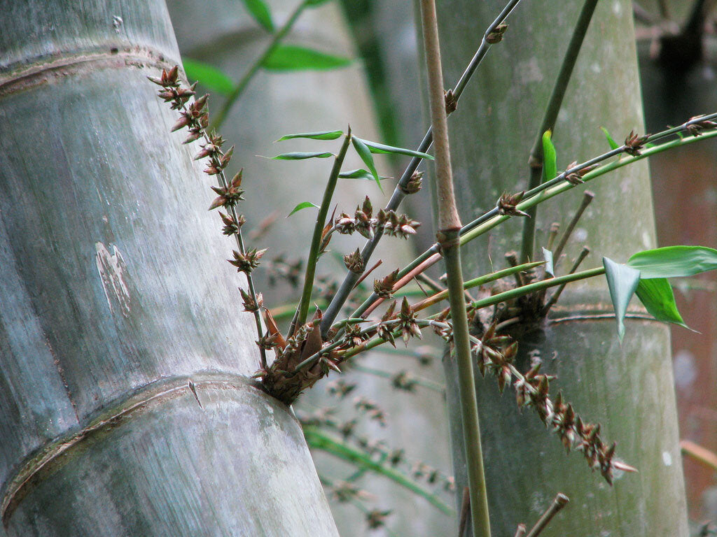 100 Giant Bamboo Seeds (Dendrocalamus Giganteus)