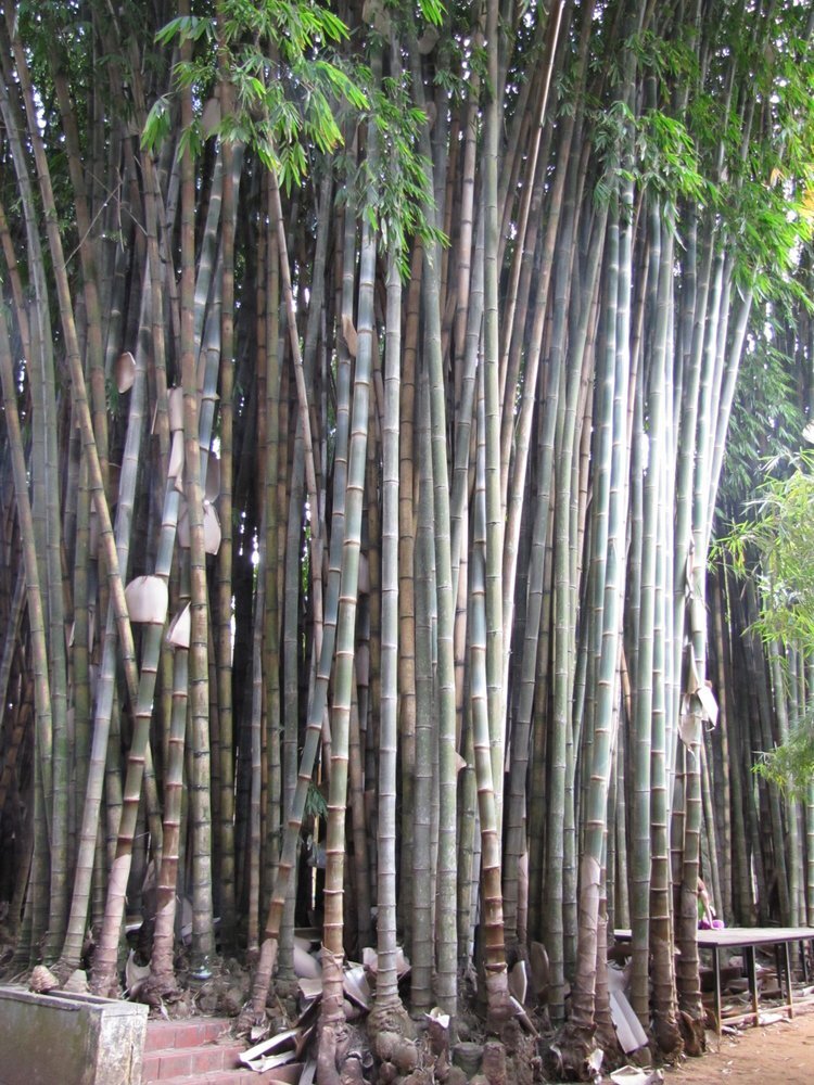 100 Giant Bamboo Seeds (Dendrocalamus Giganteus)