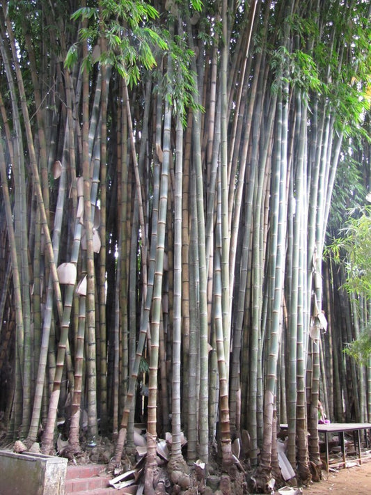 100 Giant Bamboo Seeds (Dendrocalamus Giganteus)